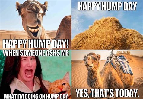 hump day funny|hump day funny work.